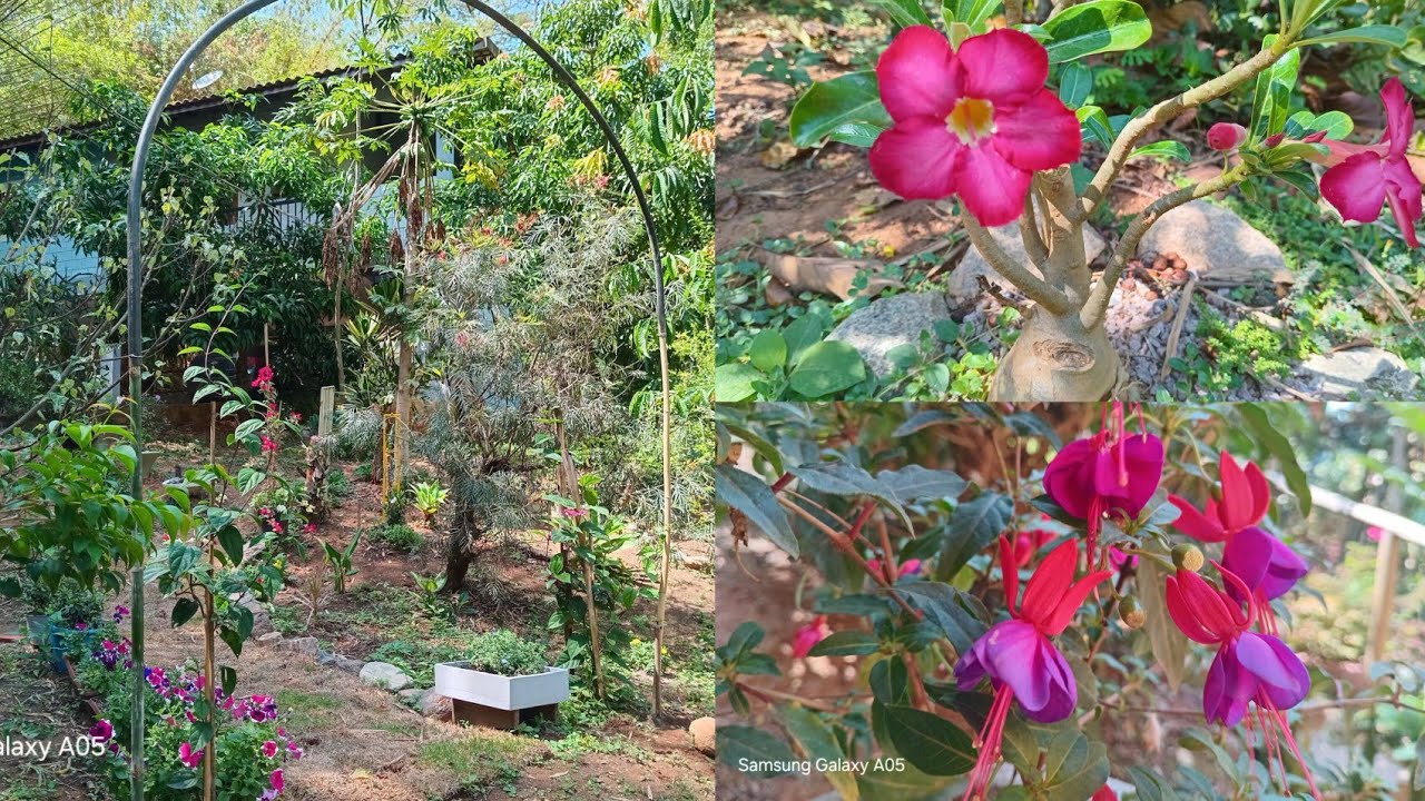 FAÇA VOCÊ MESMO ARCO DE BAMBU E MANGUEIRA PARA SUA TREPADEIRA🌸REPLANTE E TOUR PELO JARDIM🏵🌹🌹🌺