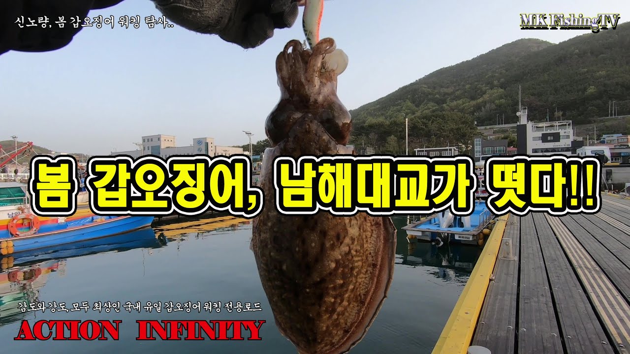 봄 갑오징어, 남해대교가 떳다!!