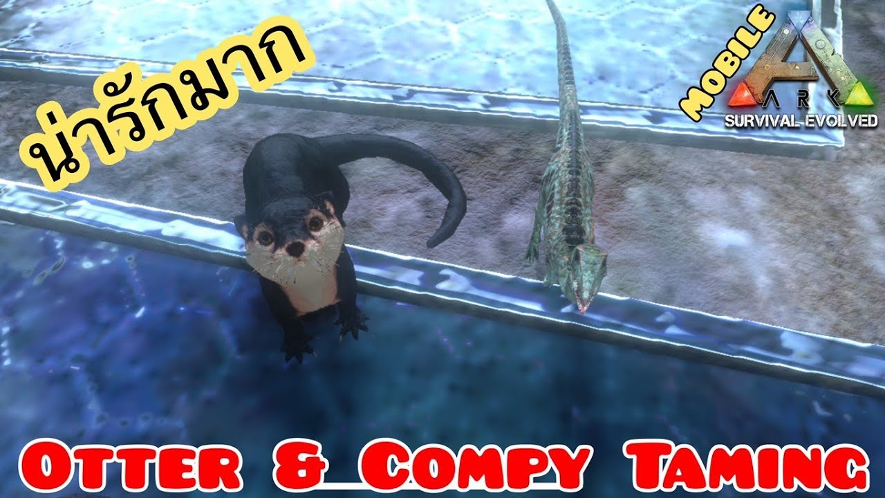 Ark Mobile มือถือ EP61 จับออตเตอร์และคอมพี้กันเถอะ[Otter And Compy Taming]