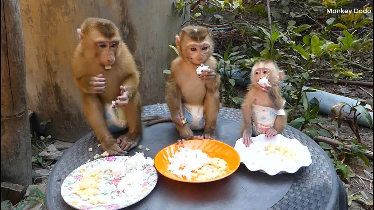 Small Family Monkey, Three Obedient And Discipline Monkey Eating Rice Corn Together