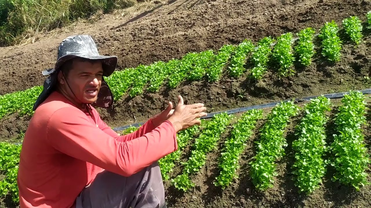 como plantar coentro de uma forma eficaz.