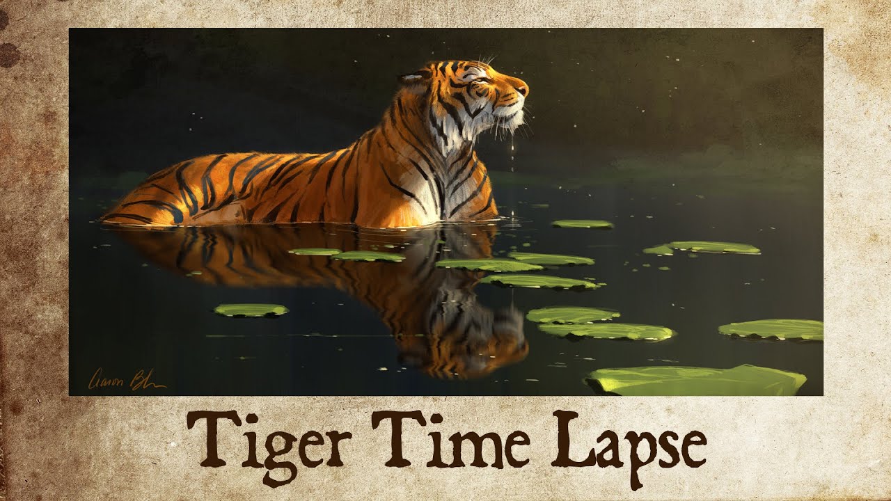 Time Lapse Drawing - Tiger Cool Down