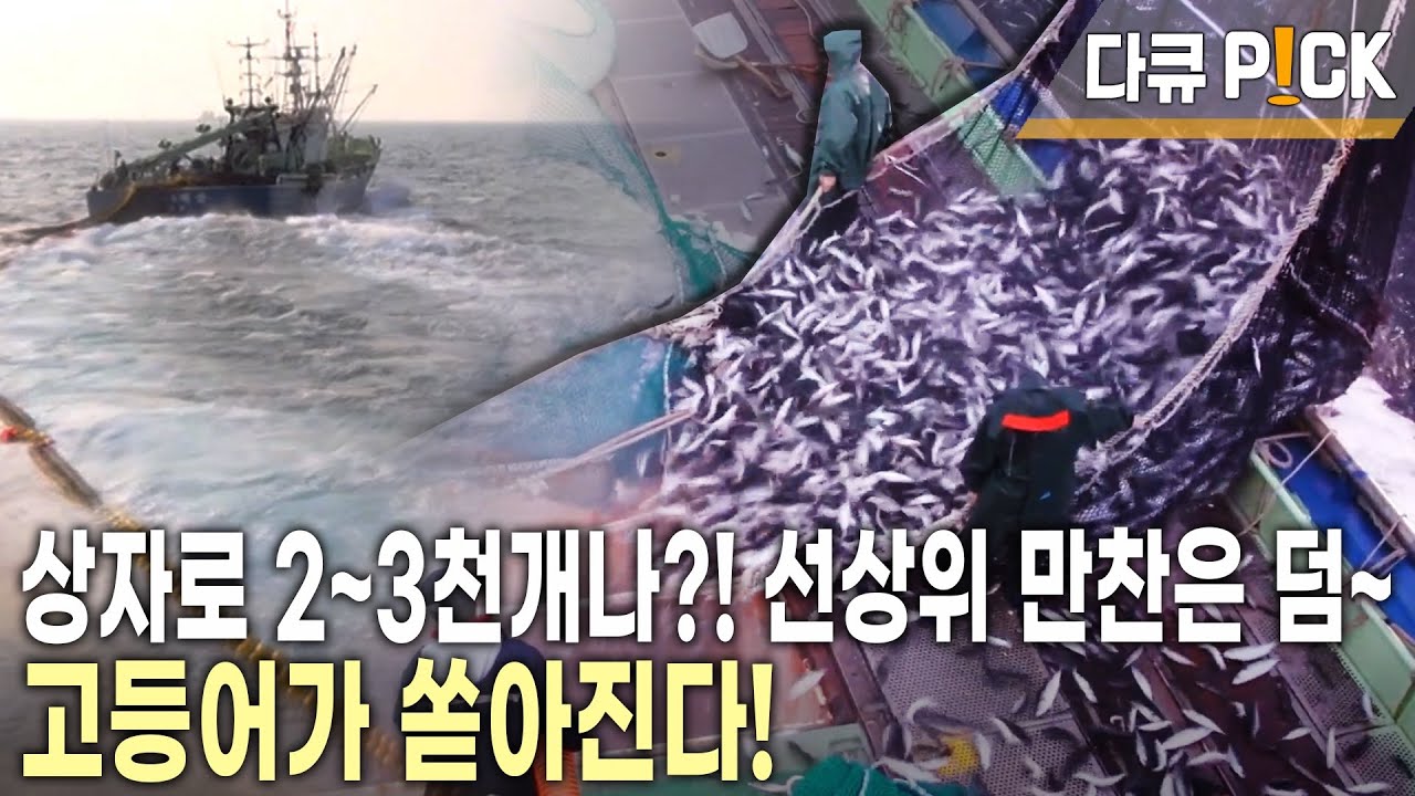 6척의 배가 1조로 움직인다! 바다 밑 큰 무리의 고기떼를 가둬라! 1년에 한 번 잡기 어려운 최상품 고등어를 잡이! (KBS 20141105 방송)