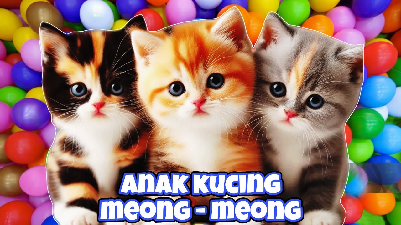 ANAK KUCING MEONG MEONG - kucing berantem - kucing kawin - KUCING PERSIA LUCU 
