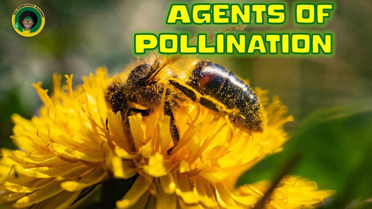 Agents of Pollination || All about Pollination || Pollinators