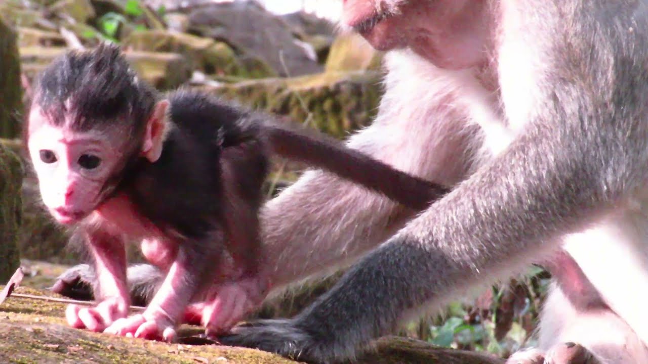"Cuteness Overload: Adorable Animals Taking Their First Steps on Rocky Terrain! 🐾💖"