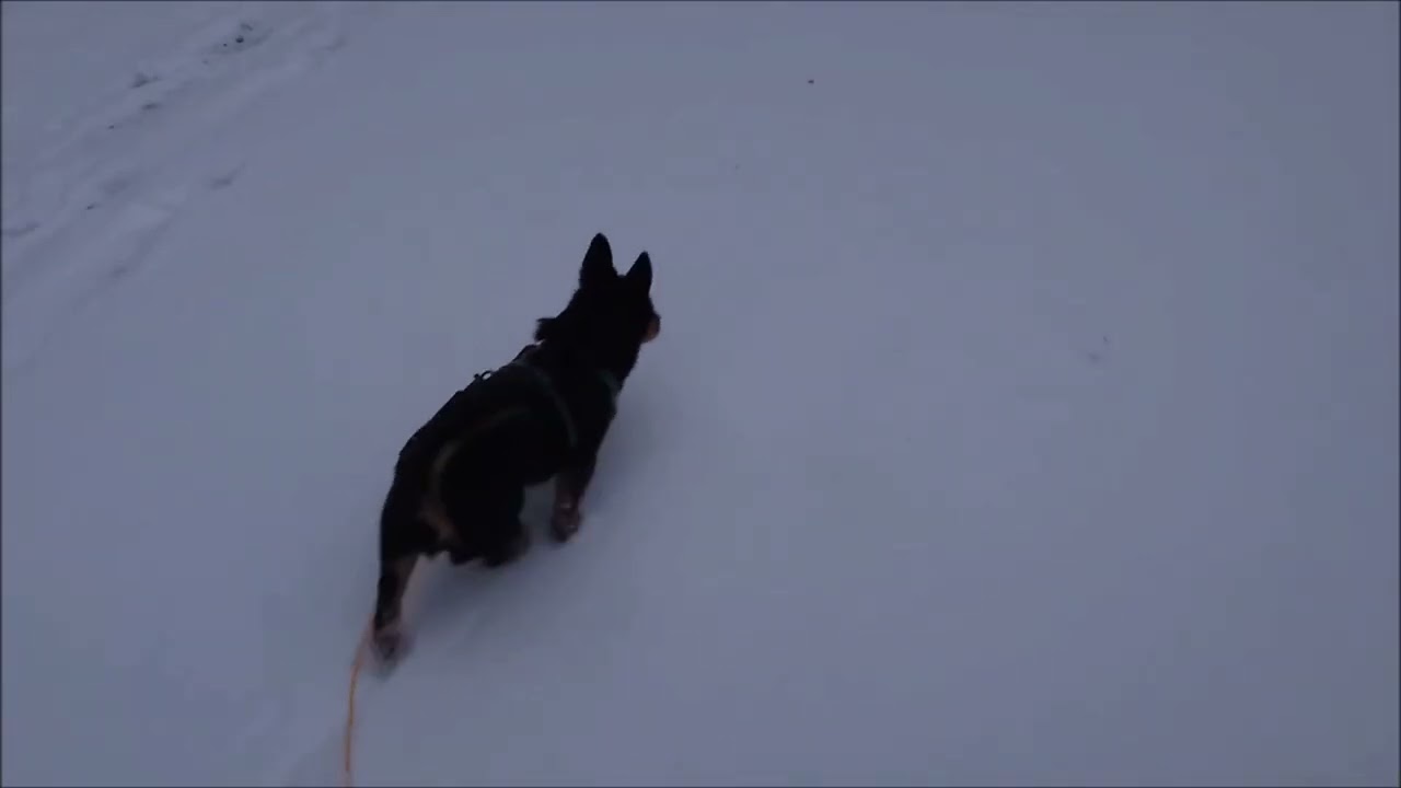 MandaMandariini Heeler 15012026 Holopainen