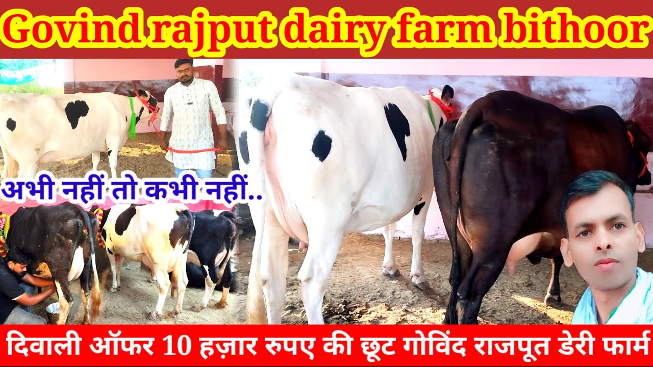 गोविंद राजपूत डेरी फार्म | Govind rajput dairy farm bithoor|दीपावली का महा ऑफर में गाय 10 हजार सस्ती