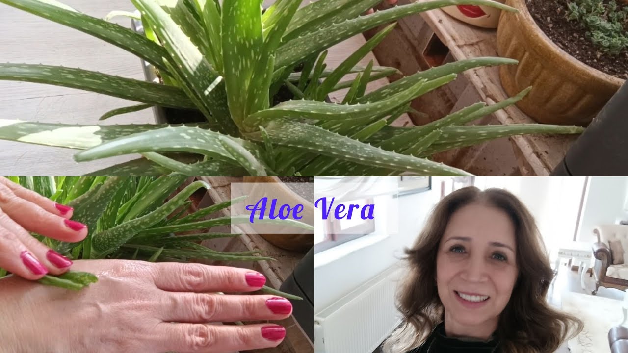 Sağlık ve güzellik sukulent türü Aloe Vera hakkında bilgiler  #succulent #aloevera