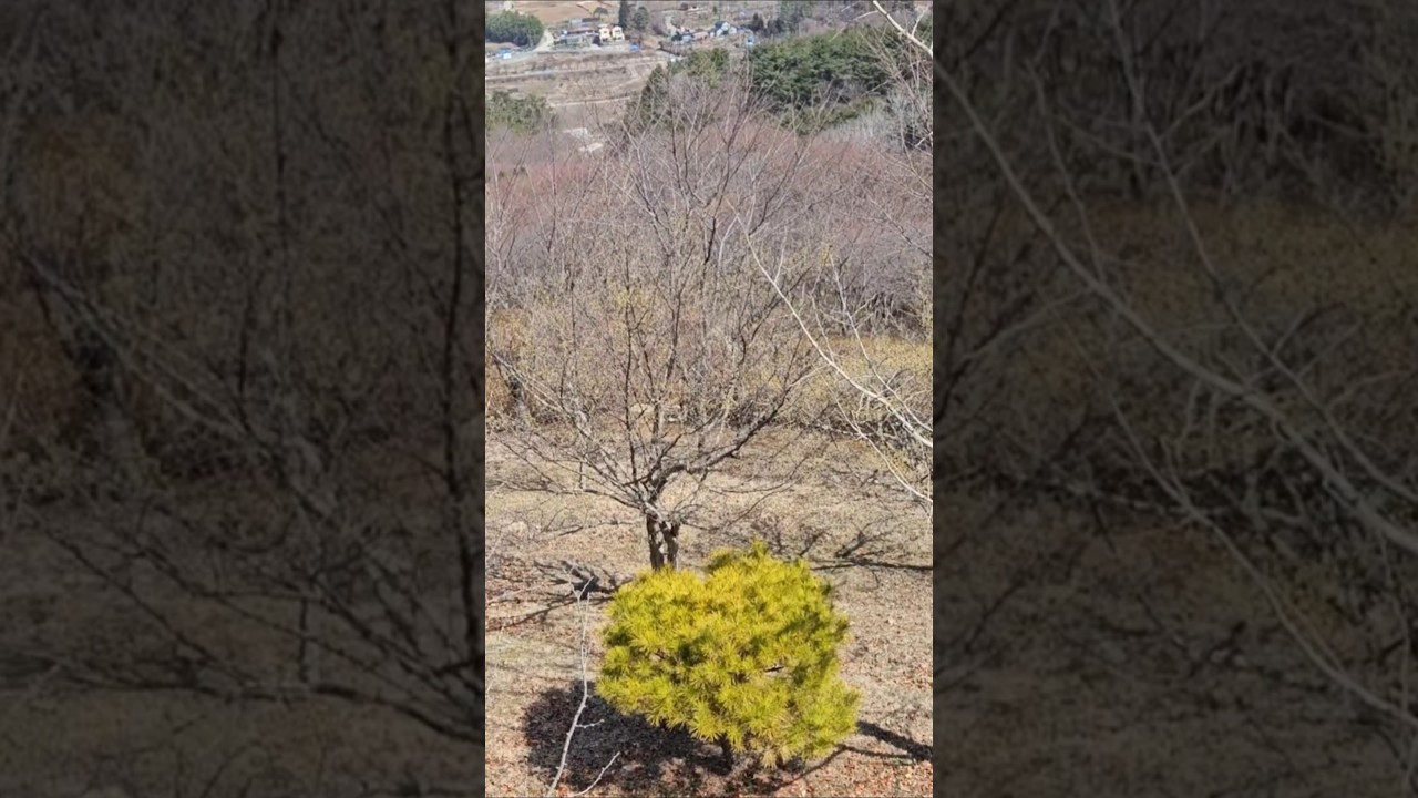 봄햇살 좋은날 뒷산 마을 아름다운풍경