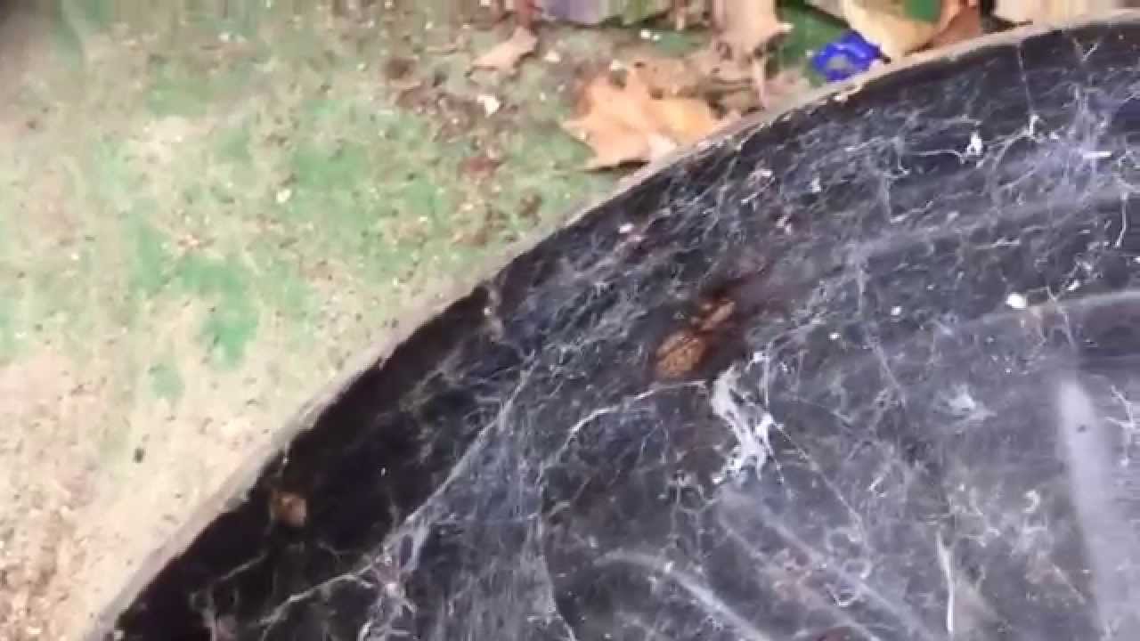 Giant House Spider (Eratigena atrica)