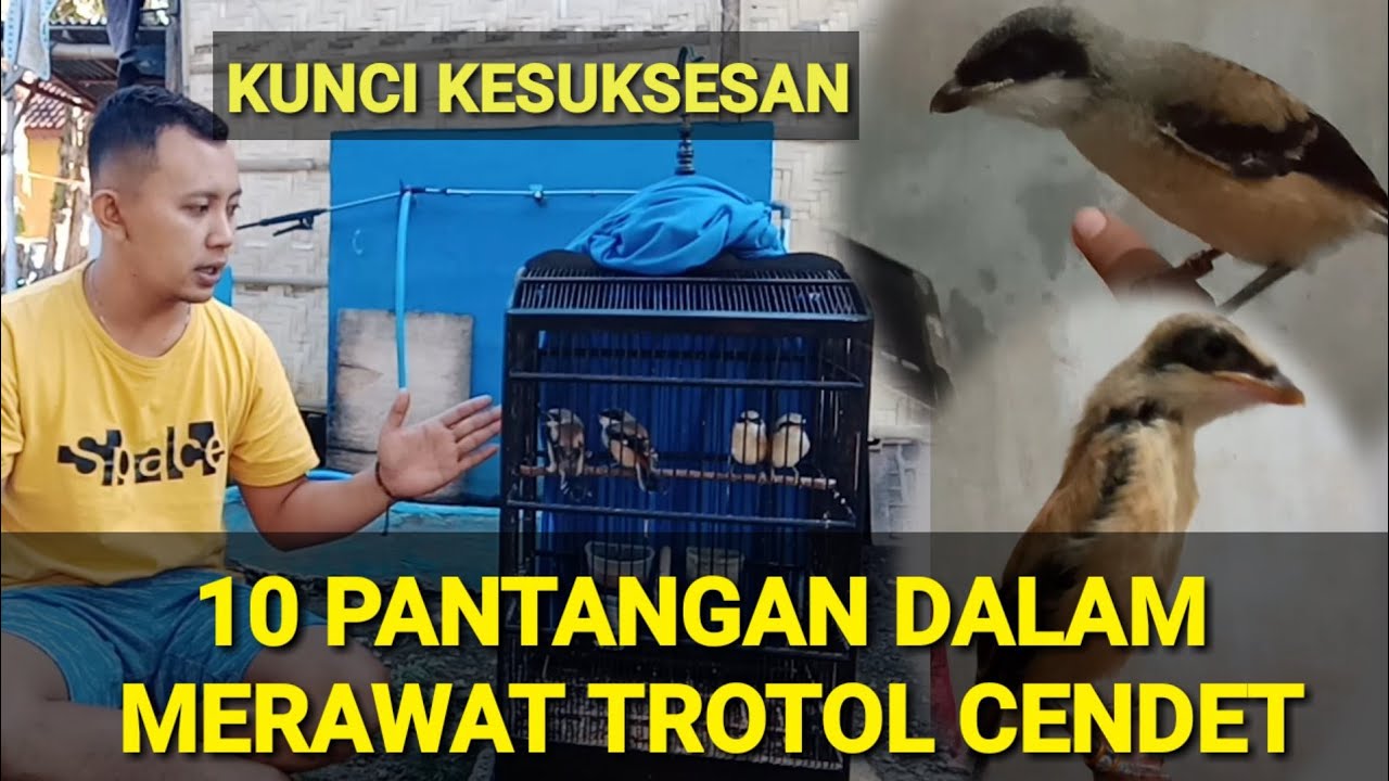 PANTANGAN DALAM MERAWAT CENDET TROTOL || Kunci kesuksesan mencetak dan memaster trotol cendet