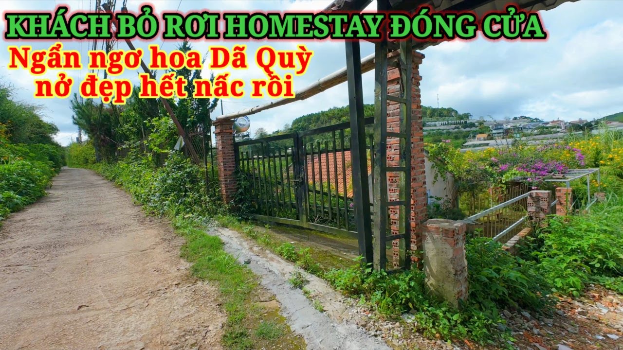 KHÁCH BỎ RƠI HOMESTAY ĐÓNG CỬA. NGẨN NGƠ THẨN THỜ HOA DÃ QUỲ CAM LY ĐÀ LẠT