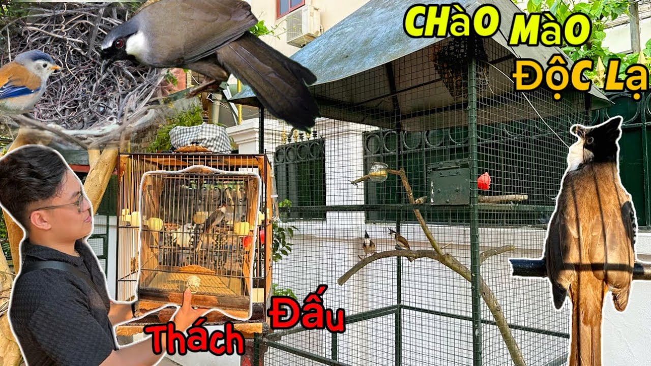 Đón chào siêu phẩm CHÀO MÀO MŨ LAI BÔNG LAU ché giọng cực đỉnh & Chim khướu bắt đầu làm tổ lứa 2 ☺️