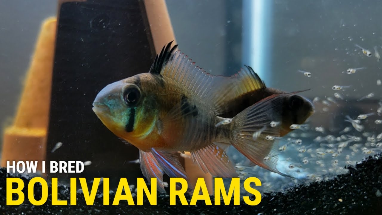 How I Bred Bolivian Rams at Home