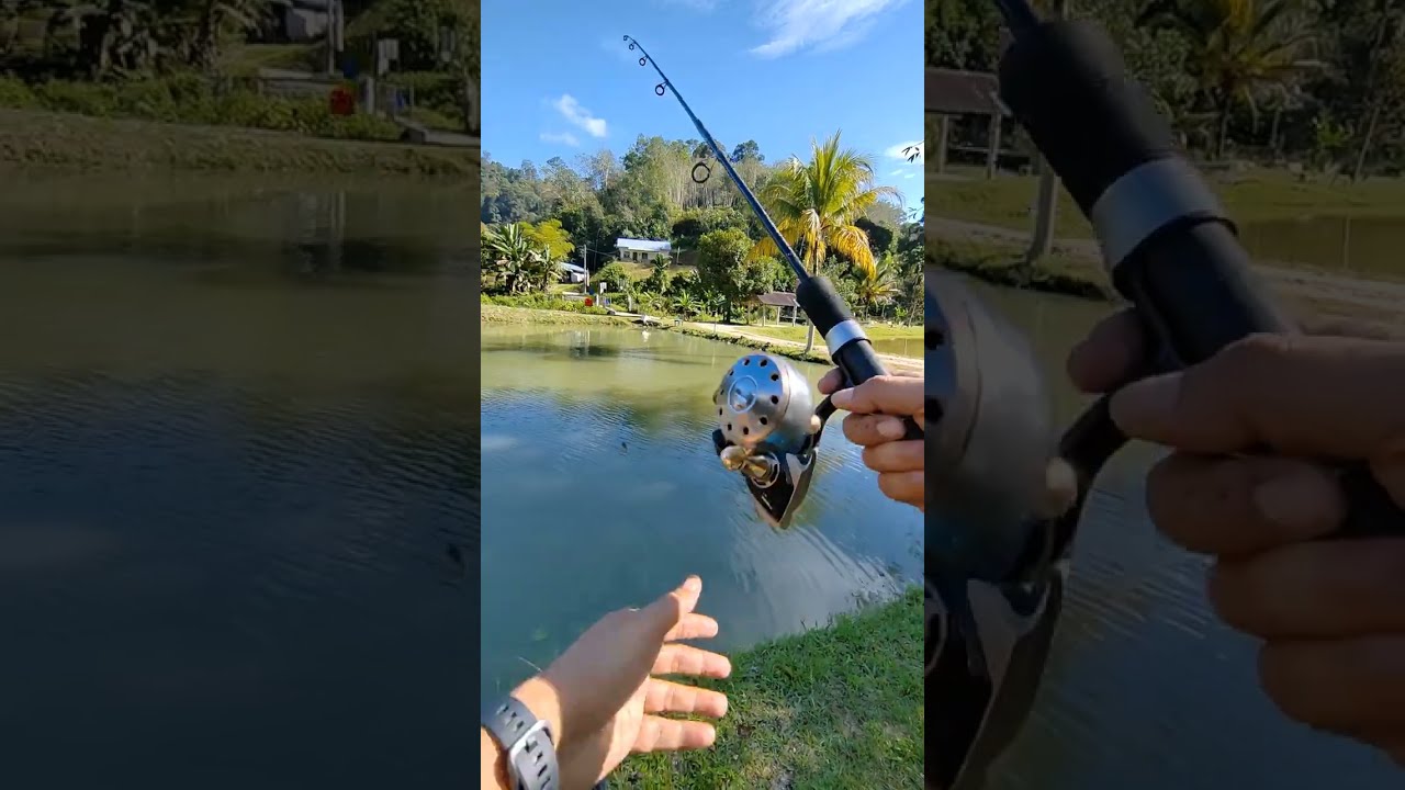 Gasak Ikan Pacu di Kolam Tok Batin Gombak