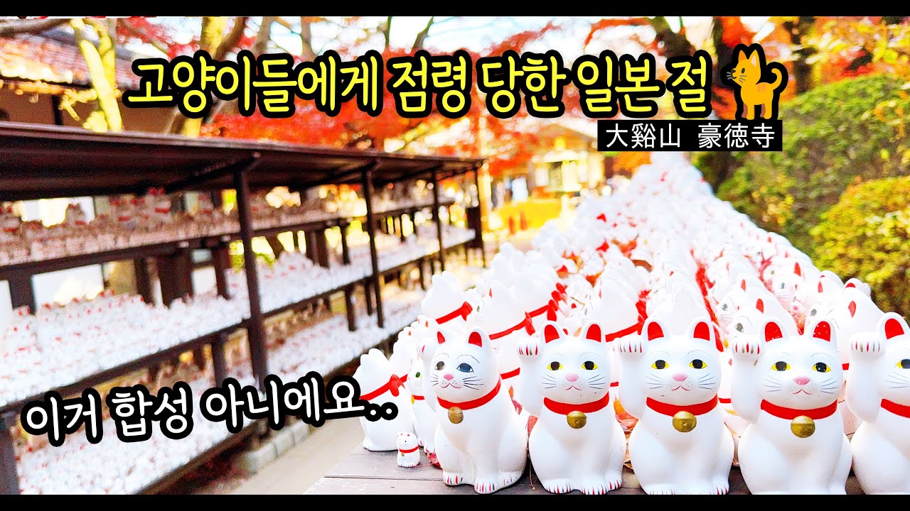 도쿄에 천 마리가 넘는 고양이(?)가 있는 도쿄의 절 고토쿠지