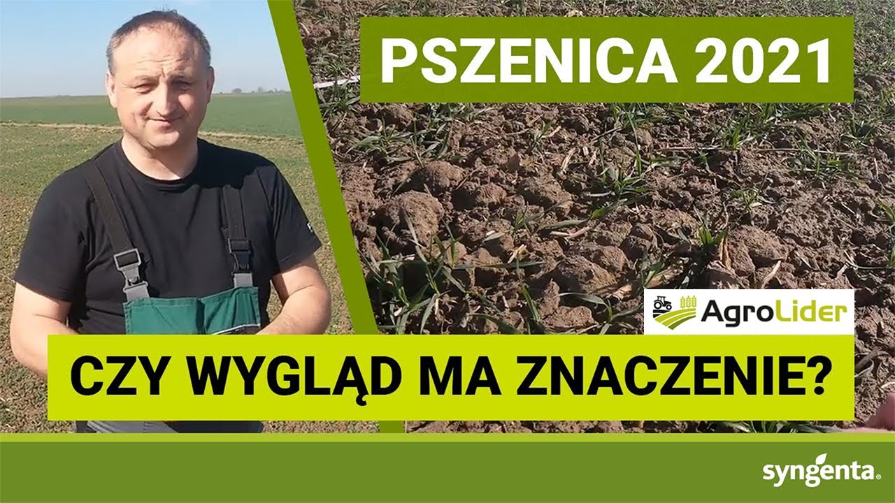 To nie wygląda dobrze dla rolnika | PSZENICA 2021 | 31.03.2021, Ścinawa Mała. woj.opolskie AGROLIDER