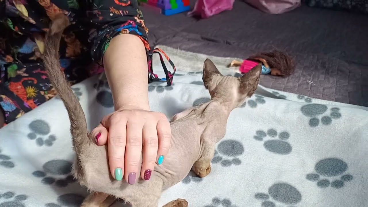Do czego służy ogonek u kota? Czy Devony zmieniają umaszczenie? 😻 #kropelkadevonrex 😻 #devonrex 🐱