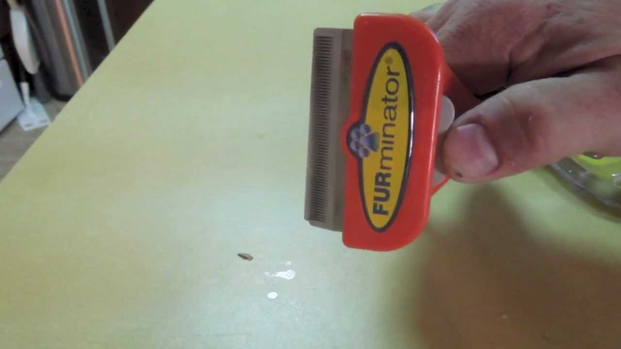 FURminator Deshedding a Vicious Rottweiler