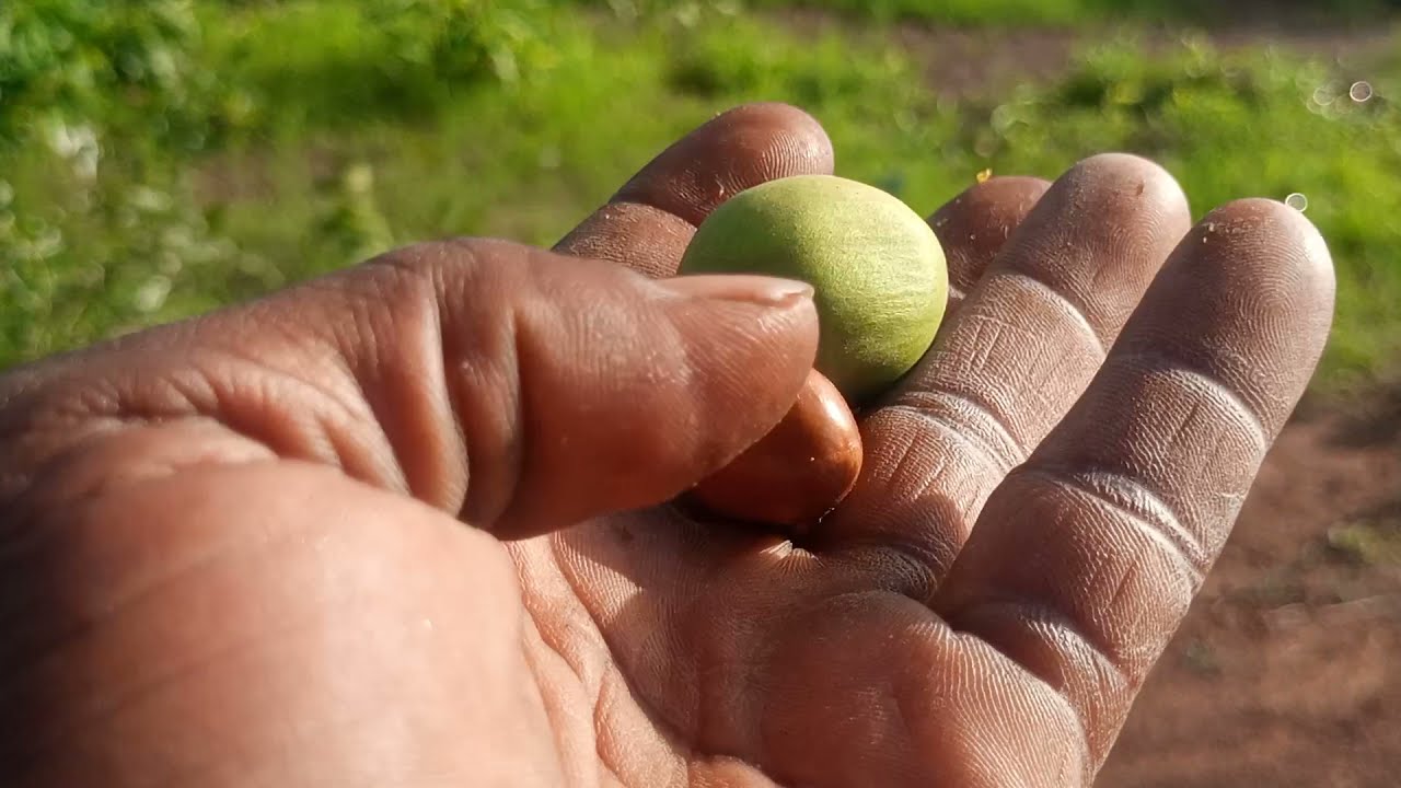 A TOUR TO SHEA NUT FARMS #AmeenaWilliams #Sheabutter #TamaleGhana #Northernghana #PrinceAyoko
