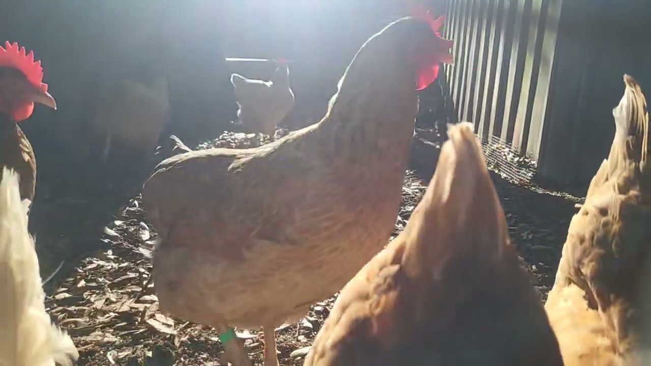 #Mama's Place is Live #chicken #lifeisbutadream #shorts #love #birds