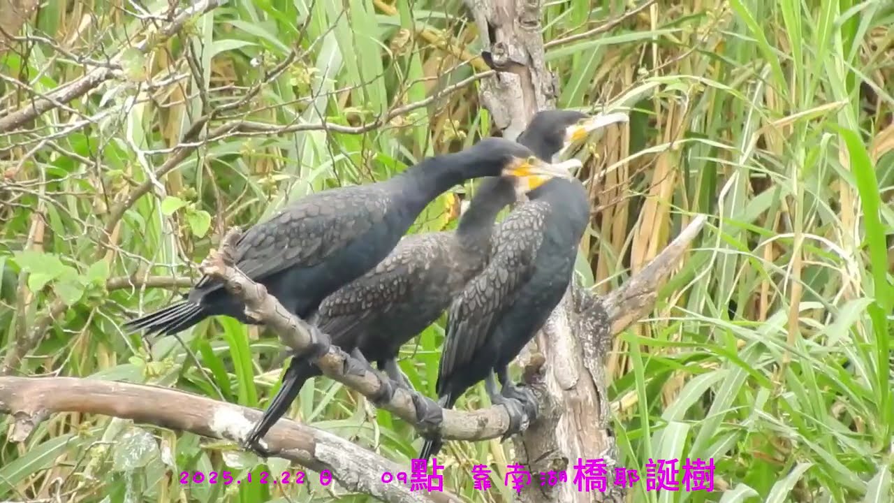 2025.12月22日 鸕鶿