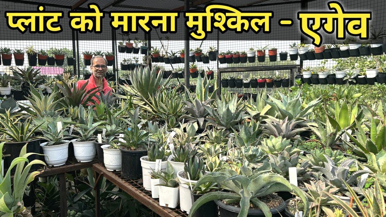 प्लांट को मारना मुश्किल - एगेव | सुंदर और तेजी से गुणा करने वाला पौधा एगेव प्लांट  500+ Agaves Plant