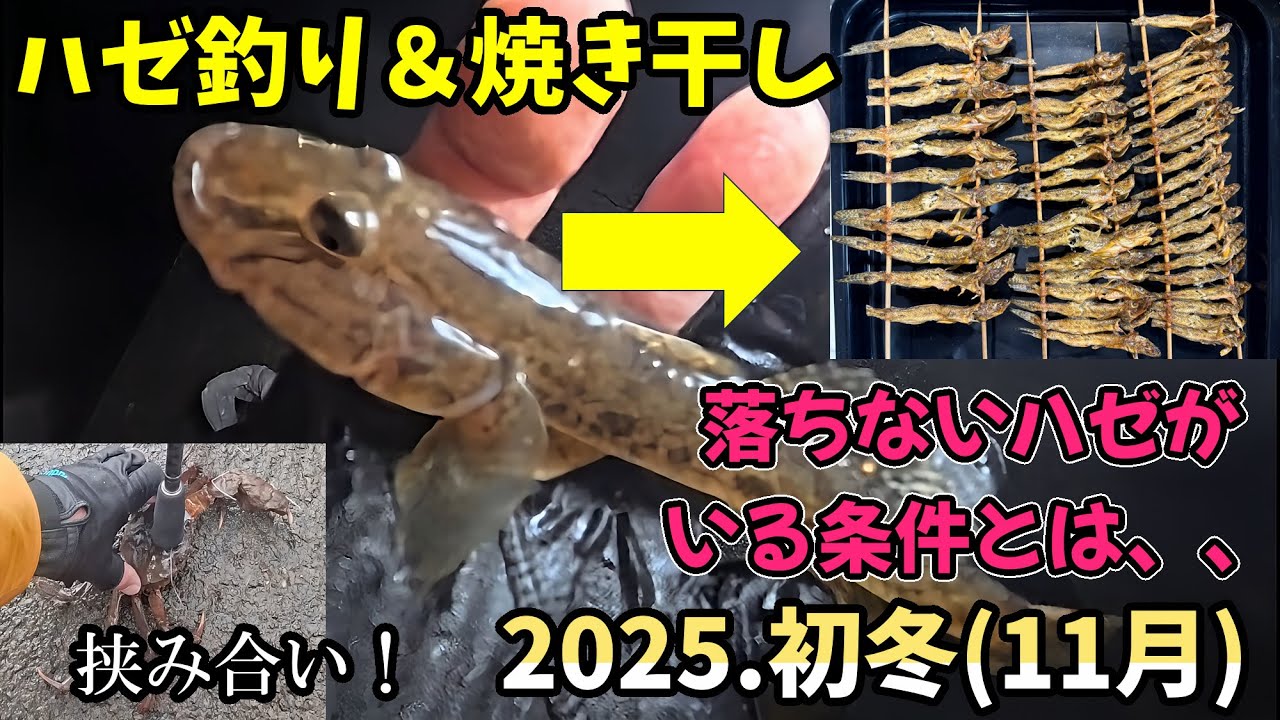 初冬の落ち、、、てない！？ハゼを釣り、焼き干し(正月料理素材)にしてみた