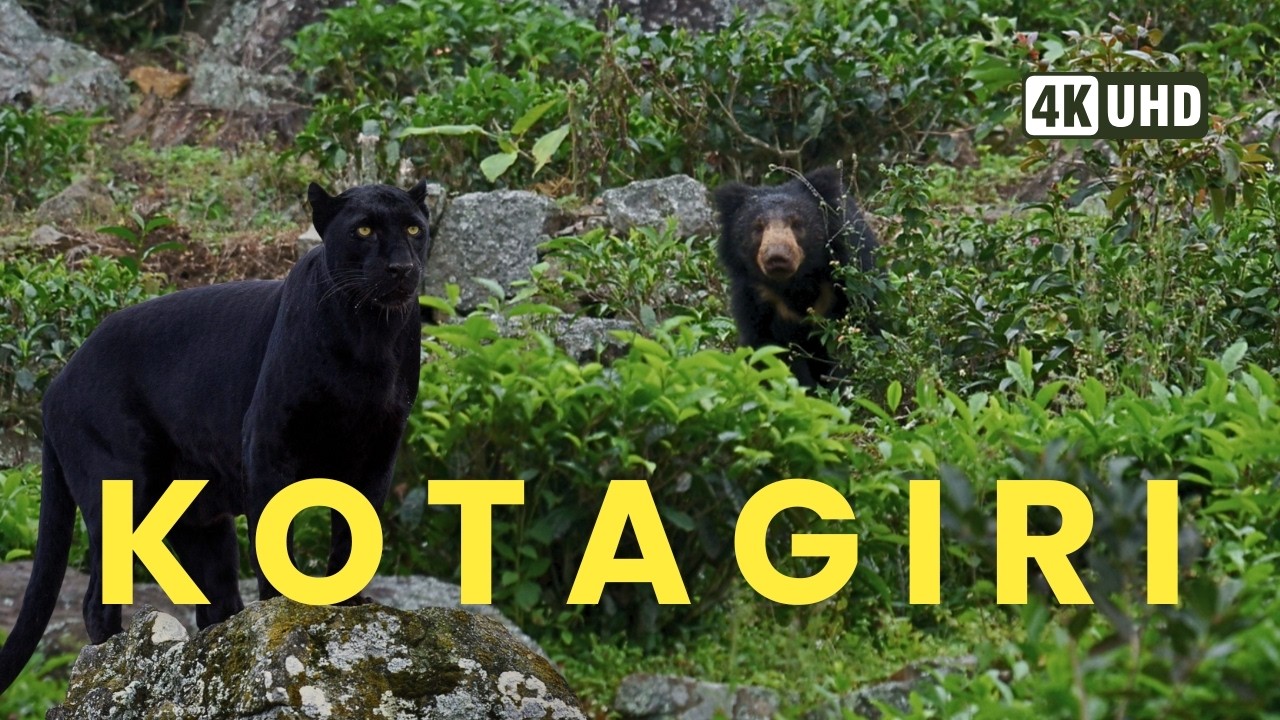 #kotagiri The Land of The Wild; 4KUHD @trippingvibes