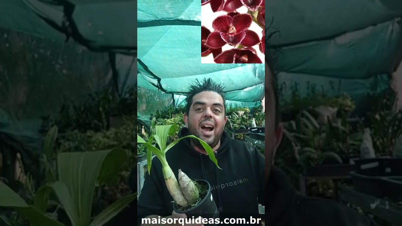 ORQU&Iacute;DEA CATASETUM MORMODIA PAINTED DESERT X CTSM. MARK DIMMIT #QUEROMAISORQUIDEAS #SHORTS