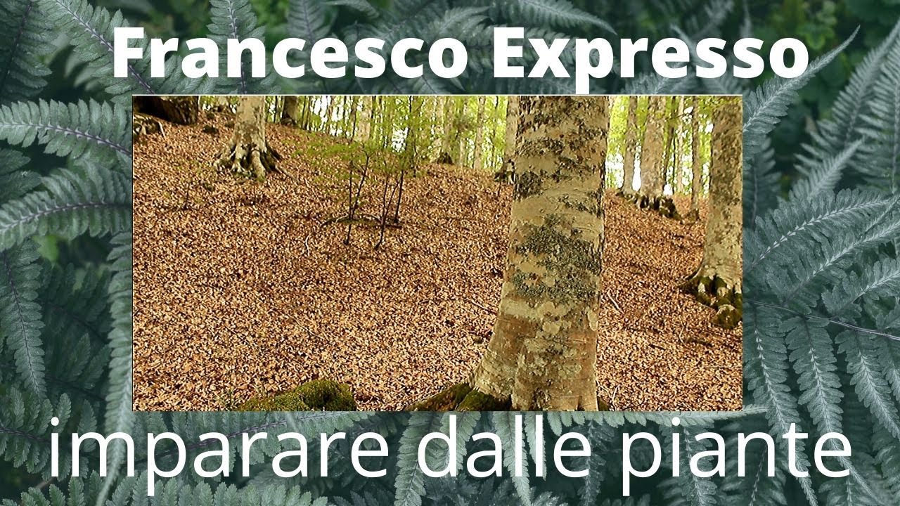 Imparare dalle piante | English Subtitles: Learning from the plants