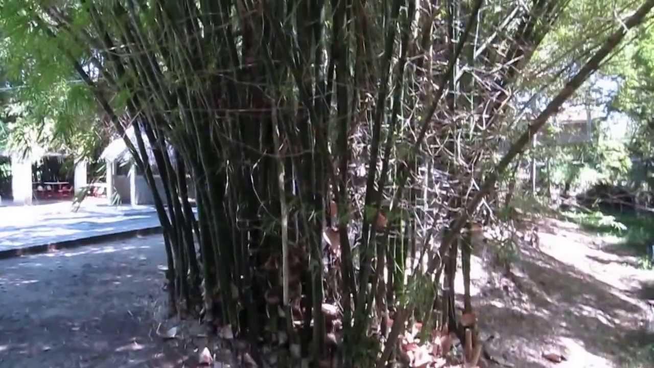 Мотель Эль Корнито.Motel El Cornito.Las Tunas,Cuba. Ruido de bambu