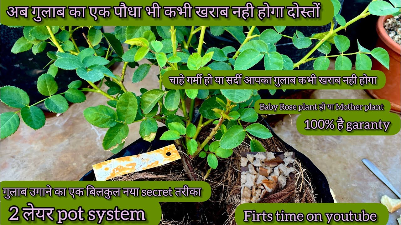 गुलाब🌹को grow करने का सीक्रेट तरीका।  2लेयर pot system। अब एक Rose plant🌹भी खराब नहीं होगा दोस्तों 🌿