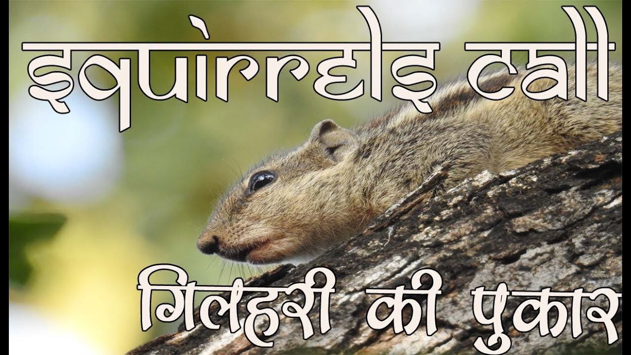 Gilhari ki awaz| गिलहरी की पुकार | Squirrel Chirping|