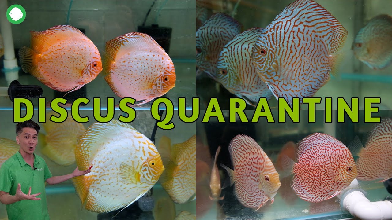 Lots Of New Discus At OZ Discus Quarantine | Super Jumbo Yellow Checkerboard, White Butterfly + More