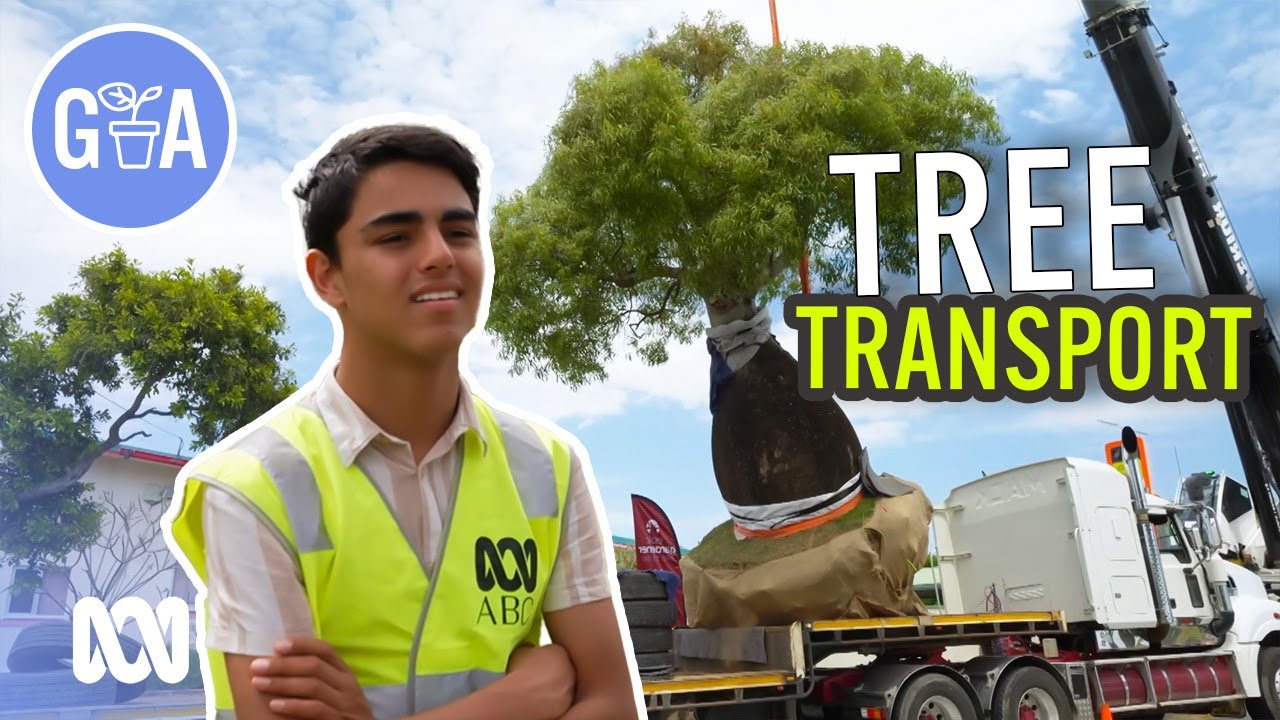 How to Transport A Rare Tree | Discovery | Gardening Australia