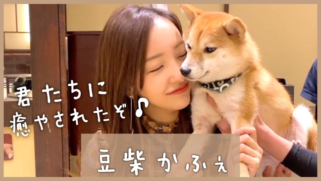 【豆柴カフェ】ワンちゃんに相席をお願いしたらフラレ続けてぴえん