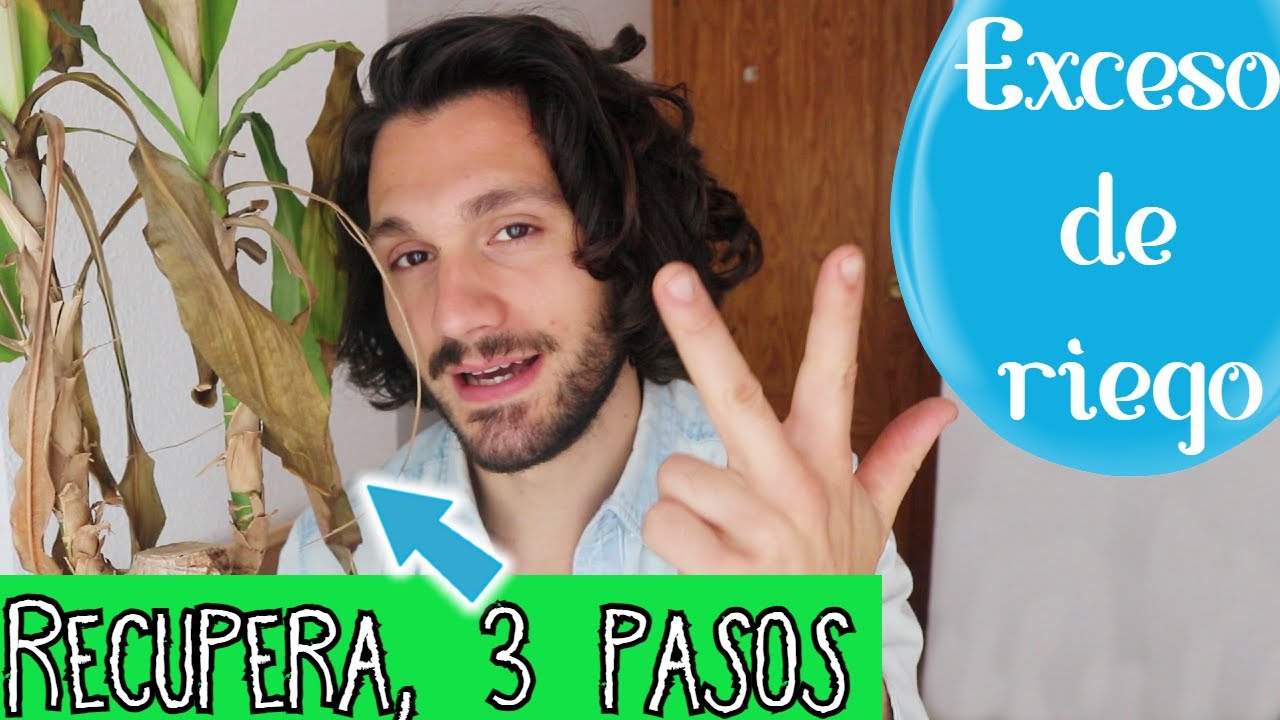 💧EXCESO de riego💧 REVIVIR plantas🙌Cuidados TRONCO de BRASIL🟡🟢