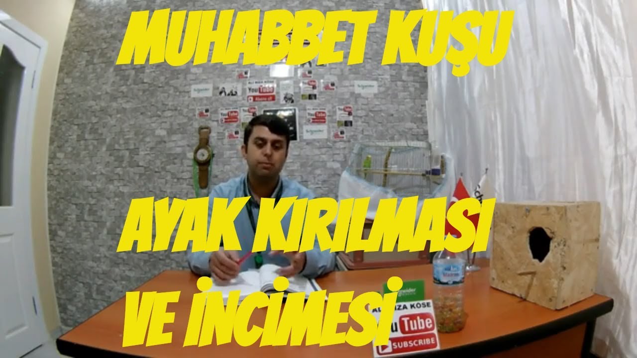 Muhabbet kuşu ayak incimesi ve çıkıklığında neler yapılmalı