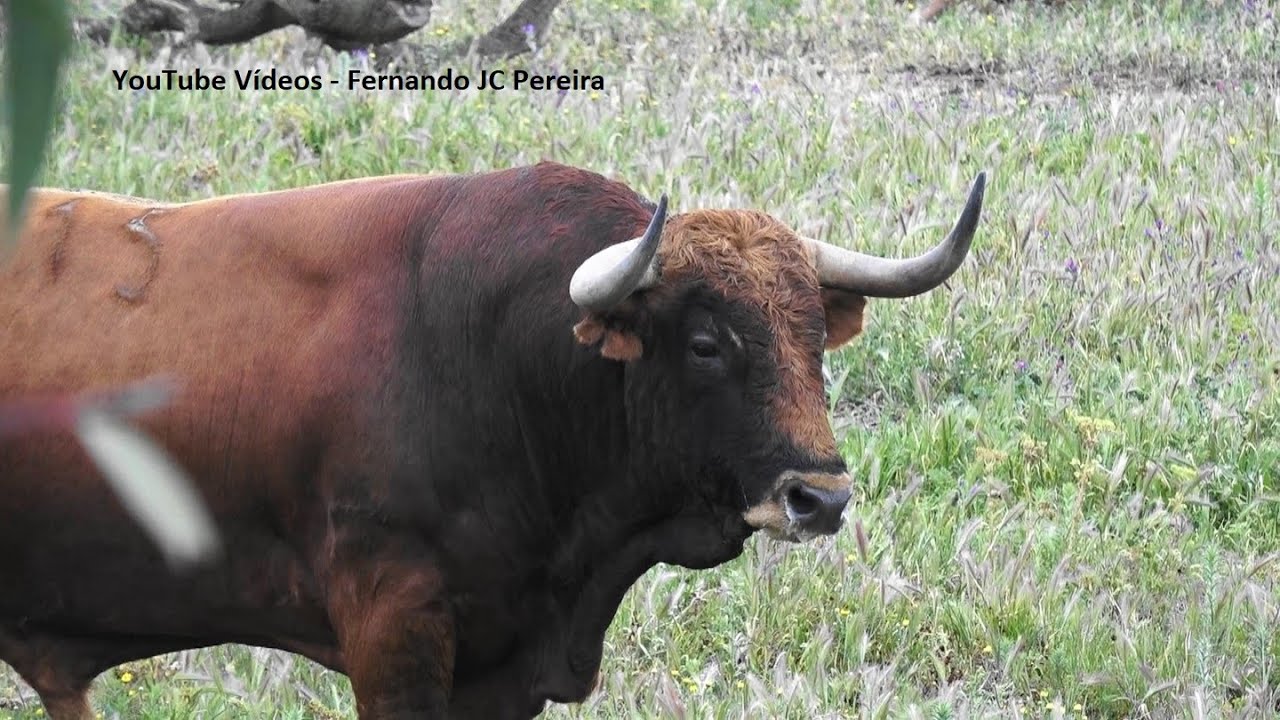Los Toros Cuadri Y La Entrevista a D. Fernando - Andalucía - Huelva
