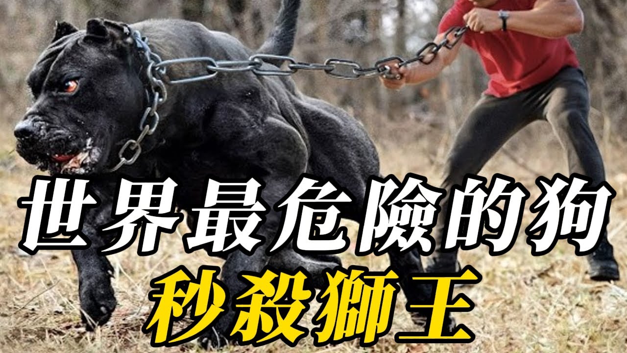 全世界最危險的10種狗，比獅子凶猛10倍不止！第壹名看到快逃，否則後果自負！#动物 #科普 #野生动物 #百科密码