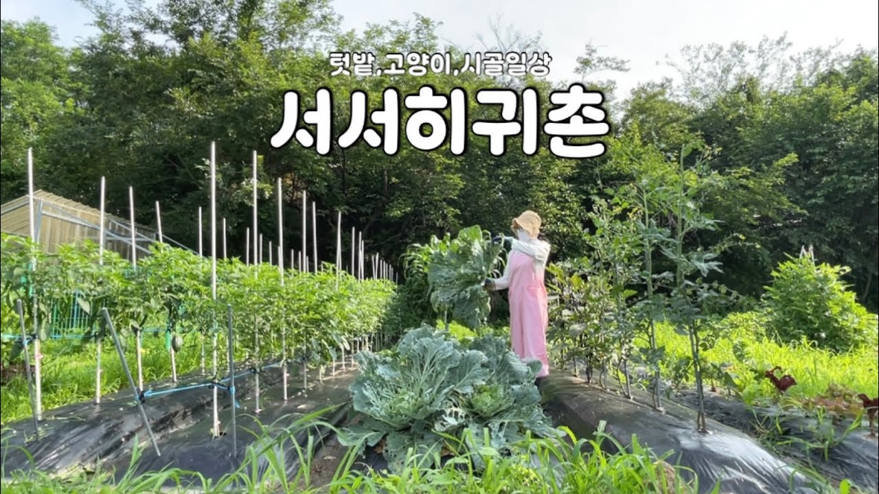 장마 끝, 시골집 아침 풍경과 텃밭 밥상