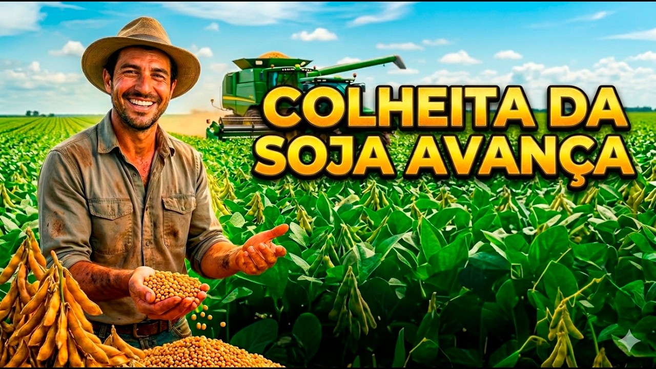 Colheita da soja avança, mas perdas no Sul devem travar negócios.