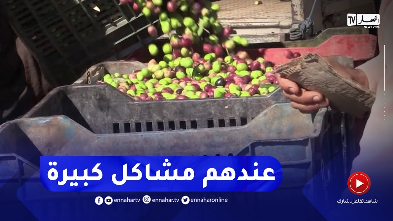 باتنة : انطلاق حملة جني الزيتون ببلدية سفيان وسط جملة من الإنشغالات