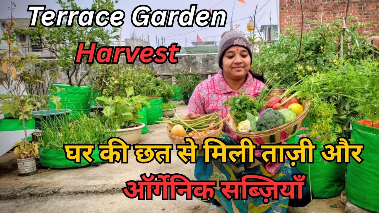 🌿🥬 घर की छत से मिली ताज़ी और ऑर्गेनिक सब्ज़ियाँ | Terrace Garden Harvest 🥕🍅
