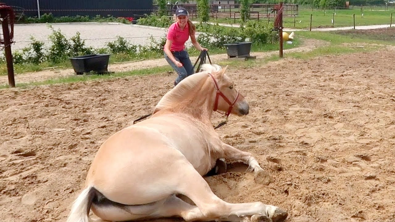 Hoe leer je een paard liggen op commando? | Vrijheidsdressuurles