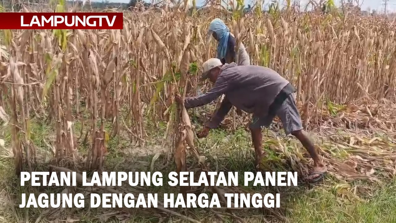Petani Lampung Selatan Panen Jagung dengan Harga Tinggi