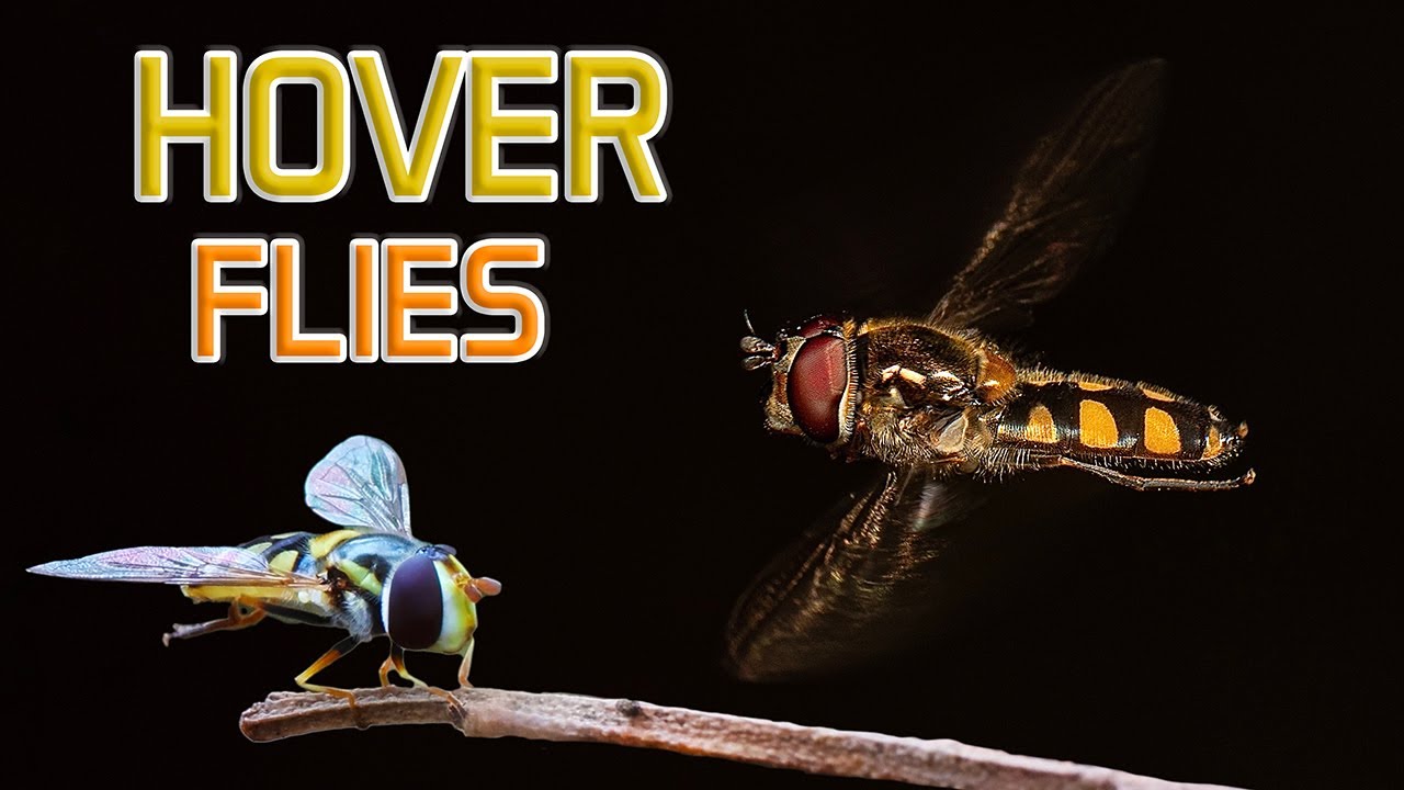 Hoverflies & Beeflies : two great uncelebrated pollinators!