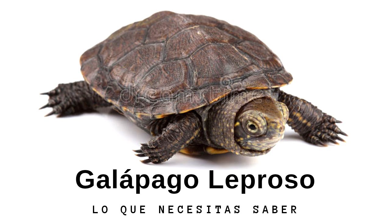 Galápago leproso, ¿qué tengo que saber de él?
